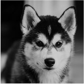 WallClassics - Poster (mat) – Chien Husky en Zwart et Wit – Photo 50 x 50 cm sur papier poster avec aspect mat