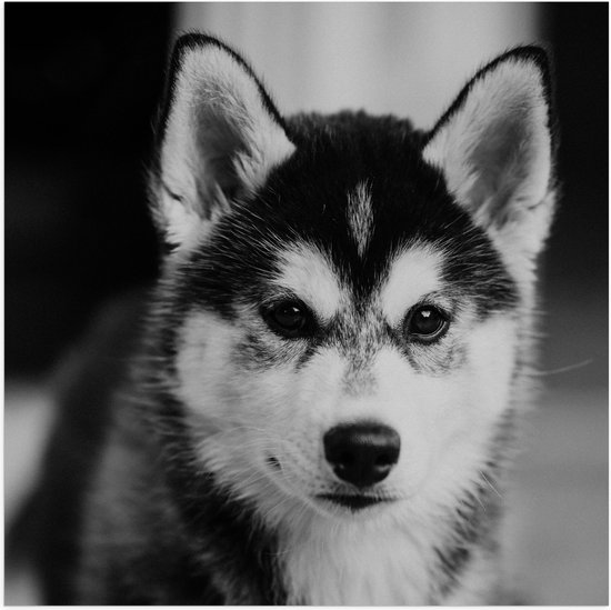 WallClassics - Poster (Mat) - Husky Hond in het Zwart Wit - 50x50 cm Foto op Posterpapier met een Matte look