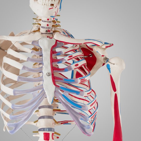 Pack] Squelette Humain avec Muscles Anatomie Modèle Anatomique