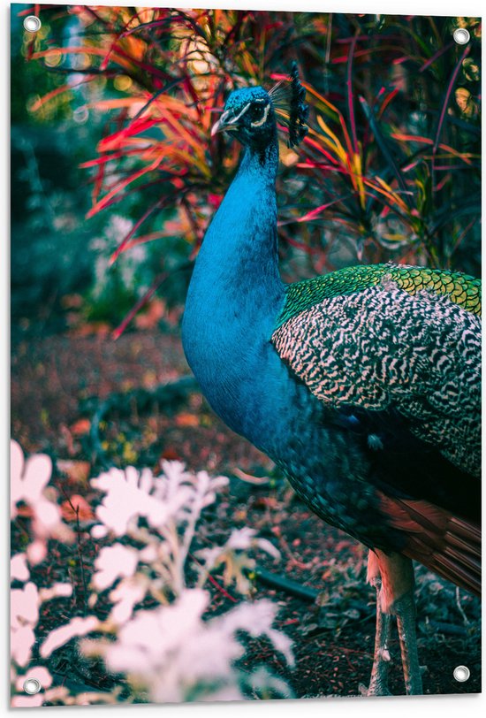 Tuinposter – Mooie pauw met Gekleurde Achtergrond - 60x80 cm Foto op Tuinposter (wanddecoratie voor buiten en binnen)