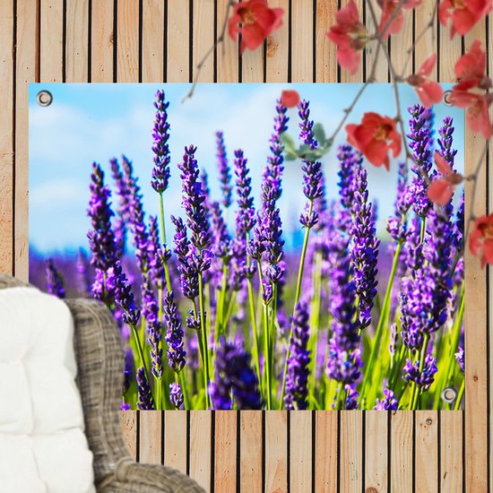 Tuinposter Lavendel