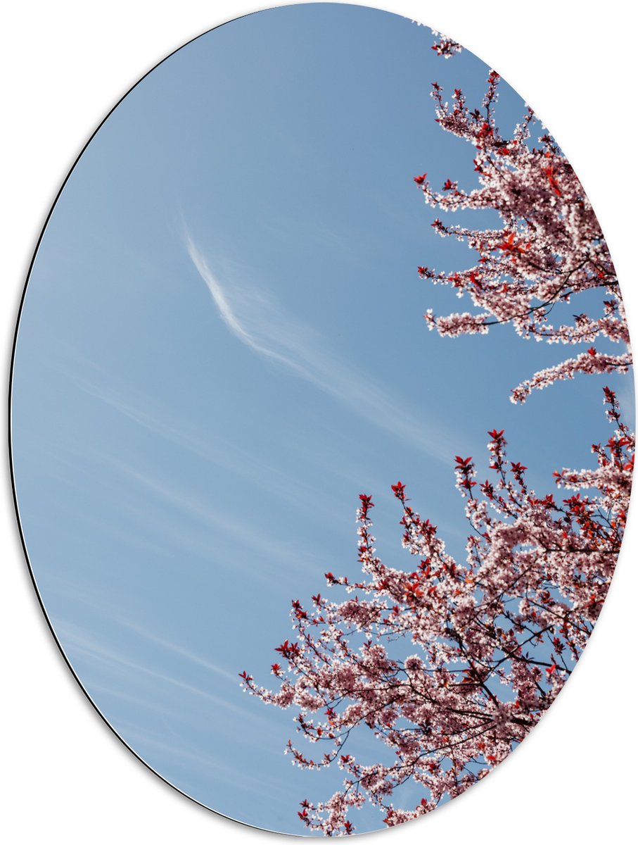 Dibond Ovaal - Bloesemboom onder Blauwe Lucht met Lichte Sluierbewolking - 60x80 cm Foto op Ovaal (Met Ophangsysteem)