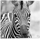 WallClassics - Tuinposter – Kop van Prachtige Zebra (Zwart- wit) - 50x50 cm Foto op Tuinposter (wanddecoratie voor buiten en binnen)