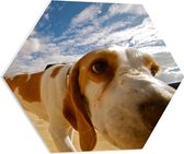 WallClassics - PVC Schuimplaat Hexagon - Close-Up van Snuffelende Hond - 60x52.2 cm Foto op Hexagon (Met Ophangsysteem)