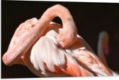 WallClassics - Dibond - Flamingo verstopt z'n Kop - 105x70 cm Foto op Aluminium (Met Ophangsysteem)