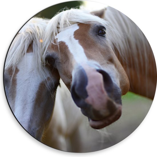 WallClassics - Dibond Muurcirkel - Poserende Paarden voor Camera - 30x30 cm Foto op Aluminium Muurcirkel (met ophangsysteem)