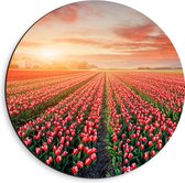 Dibond Muurcirkel - Rijen Roodkleurige Tulpen in Bloemenveld in Nederland - 40x40 cm Foto op Aluminium Muurcirkel (met ophangsysteem)