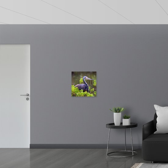 WallClassics - Bois - Héron brun parmi les Plantes Water - Héron à ventre blanc - 50 x 50 cm - Épaisseur 9 mm - Photo sur bois (avec système de suspension)