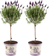 Viva Lavandula - 2 x Crested Lavender Anouk® on Stem in Lavender print pot - ensemble de 2 lavandes rustiques