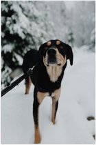 WallClassics - Poster Glanzend – Zwart met Bruine Entlebucher Hond in de Sneeuw - 50x75 cm Foto op Posterpapier met Glanzende Afwerking