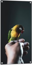 WallClassics - Tuinposter – Vogel op Hand - Zwartmaskeragapornis - 50x100 cm Foto op Tuinposter (wanddecoratie voor buiten en binnen)