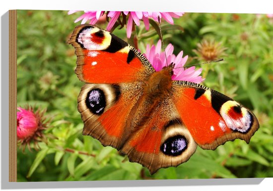 WallClassics - Hout - Dagpauwoog Vlinder met Prachtige Vleugels - 60x40 cm - 9 mm dik - Foto op Hout (Met Ophangsysteem)
