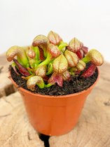Darlingtonia Californica (Sarracenia) "Cobra Lily" | Zeldzame vleesetende plant | Potmaat ⌀ 8.5 cm - hoogte 12 cm | Prachtige, unieke en nuttige plant voor in jouw interieur
