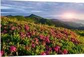 PVC Schuimplaat - Zon Verdwijnend Achter Bergen bij Roze Bloemenveld - 150x100 cm Foto op PVC Schuimplaat (Met Ophangsysteem)