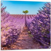 Tuinposter – Pad naar Boom in het Lavendelveld - 100x100 cm Foto op Tuinposter (wanddecoratie voor buiten en binnen)