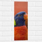 WallClassics - Muursticker - Blijkijkende Papegaai met Felle Kleuren - 20x60 cm Foto op Muursticker