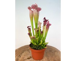 Trompetbekerplant (Sarracenia) 'Leucophylla' | Grote vleesetende planten | Potmaat: ⌀ 12 cm Hoogte 30 cm | Indrukwekkende vleesetende plant