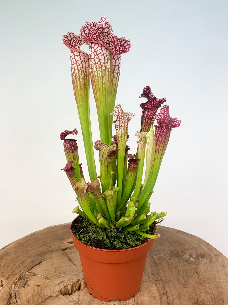 Trompetbekerplant (Sarracenia) 'Leucophylla' | Grote vleesetende planten | Potmaat: ⌀ 12 cm Hoogte 30 cm | Indrukwekkende vleesetende plant