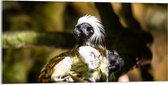 Acrylglas - Marmoset Apen op Boomstronk - 100x50 cm Foto op Acrylglas (Met Ophangsysteem)