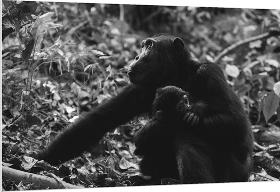 WallClassics - PVC Schuimplaat - Chimpansee Moeder met haar Jong (zwart- wit) - 150x100 cm Foto op PVC Schuimplaat (Met Ophangsysteem)