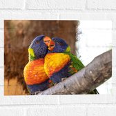 Muursticker - Meerkleurige Lori Vogels op Boomstam - 40x30 cm Foto op Muursticker