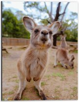 Dibond - Snuffelende Kangaroo bij Familie - 30x40 cm Foto op Aluminium (Met Ophangsysteem)