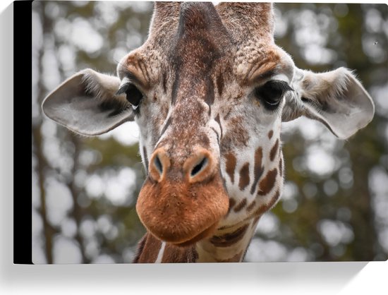 Canvas - Close up van Giraffekop - 40x30 cm Foto op Canvas Schilderij (Wanddecoratie op Canvas)