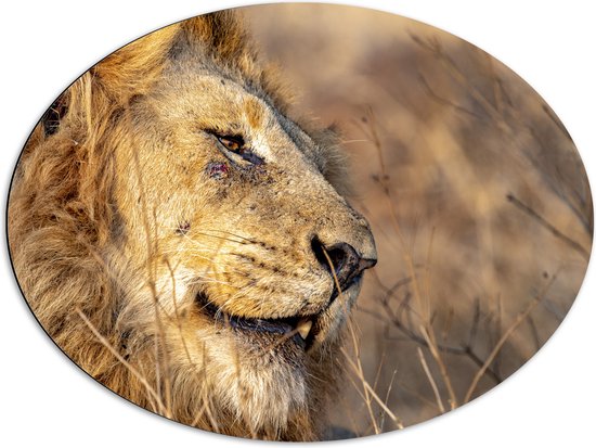 Dibond Ovaal - Lachende Mannetjesleeuw in Zuid-Afrika - 80x60 cm Foto op Ovaal (Met Ophangsysteem)