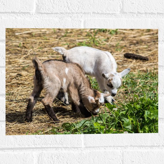WallClassics - Muursticker - Schattige Geitjes zoekend naar Eten - 40x30 cm Foto op Muursticker