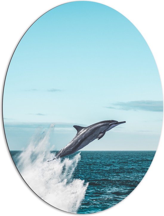 WallClassics - Dibond Ovaal - Omhoogspringende Dolfijn in de Zee - 81x108 cm Foto op Ovaal (Met Ophangsysteem)
