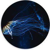 Dibond Muurcirkel - Lichtgevende Blauwe Kwal in de Zee - 60x60 cm Foto op Aluminium Muurcirkel (met ophangsysteem)