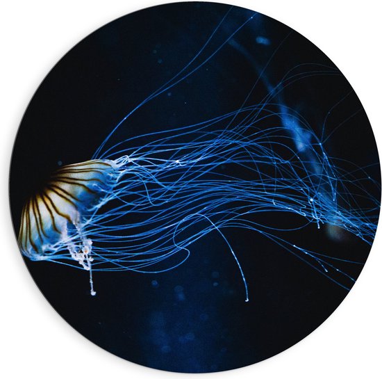 Dibond Muurcirkel - Lichtgevende Blauwe Kwal in de Zee - 90x90 cm Foto op Aluminium Muurcirkel (met ophangsysteem)