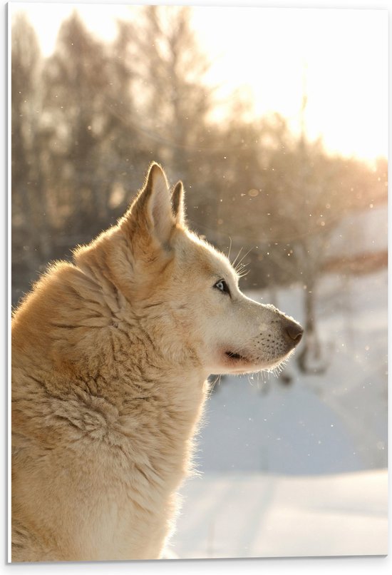 WallClassics - PVC Schuimplaat - Wegkijkende Bruine Husky in Sneeuwlandschap - 40x60 cm Foto op PVC Schuimplaat (Met Ophangsysteem)