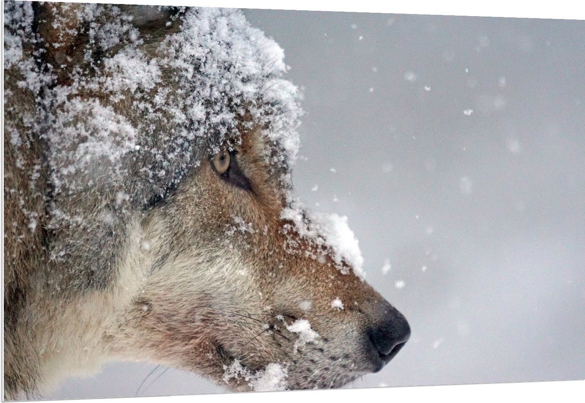 PVC Schuimplaat- Vlokken Sneeuw op Kop van Geconcentreerde Wolf - 150x100 cm Foto op PVC S