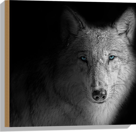 Hout - Wolf met Lichtblauwe Ogen tegen Zwarte Achtergrond - 50x50 cm - 9 mm dik - Foto op Hout (Met Ophangsysteem)
