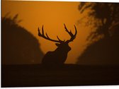 WallClassics - Dibond - Silhouette de cerf - Photo sur aluminium 80x60 cm (Décoration murale en métal)