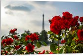 Dibond - Rode Rozenstruik voor Eiffeltoren in Parijs, Frankrijk - 105x70 cm Foto op Aluminium (Wanddecoratie van metaal)