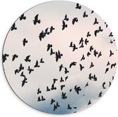 Dibond Muurcirkel - Zwerm Vogels in Bewolkte Lucht - 60x60 cm Foto op Aluminium Muurcirkel (met ophangsysteem)