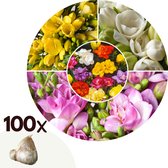 Plant in a Box - Freesia - Mix van 100 - Freesia Dubbel Mix - Bloembollen - Zomerbloeiers