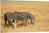 Acrylglas - Grazend Zebra Duo in het Droog Gras Landschap - 120x80 cm Foto op Acrylglas (Met Ophangsysteem)