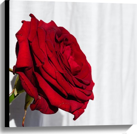Canvas - Zijaanzicht van Grote Rode Roos op Witte Achtergrond - 60x60 cm Foto op Canvas Schilderij (Wanddecoratie op Canvas)