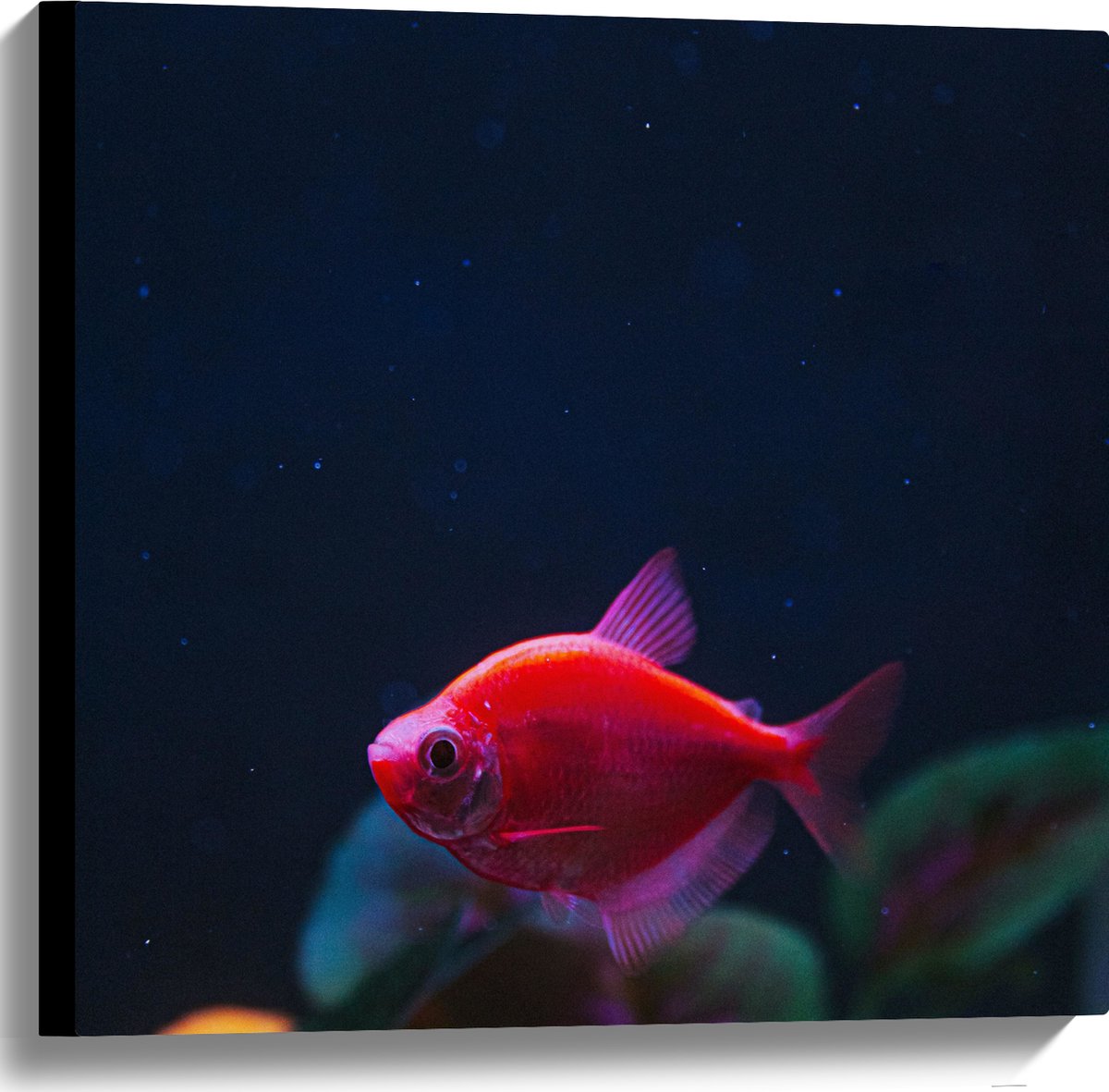 Canvas - Rode Vis in Aquarium - 60x60 cm Foto op Canvas Schilderij (Wanddecoratie op Canvas)