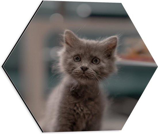 WallClassics - Dibond Hexagone - Chaton regardant dans l'appareil photo - 40x34,8 cm Photo sur Hexagone (avec système d'accrochage)