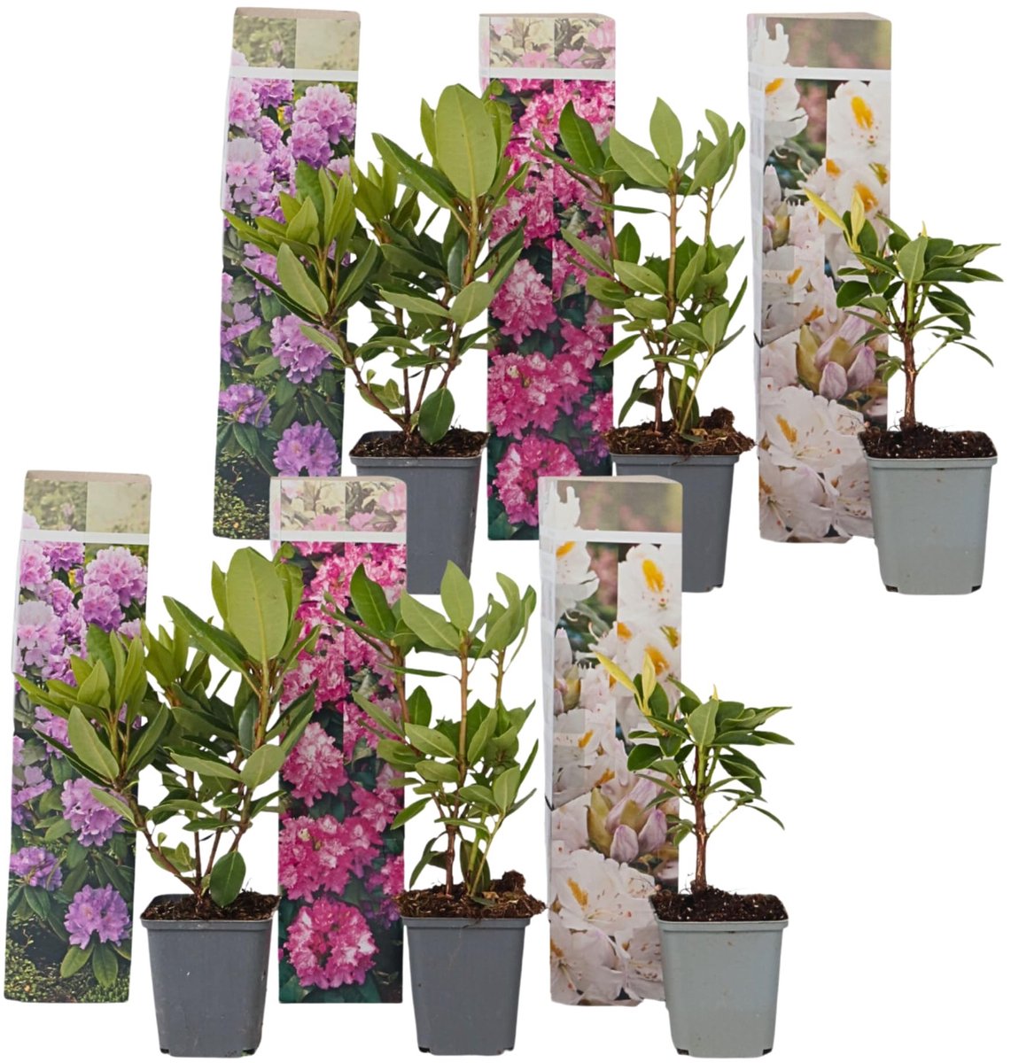 Dailygoods - - Mix van 6 Rhododendron - Winterharde Bloemplanten