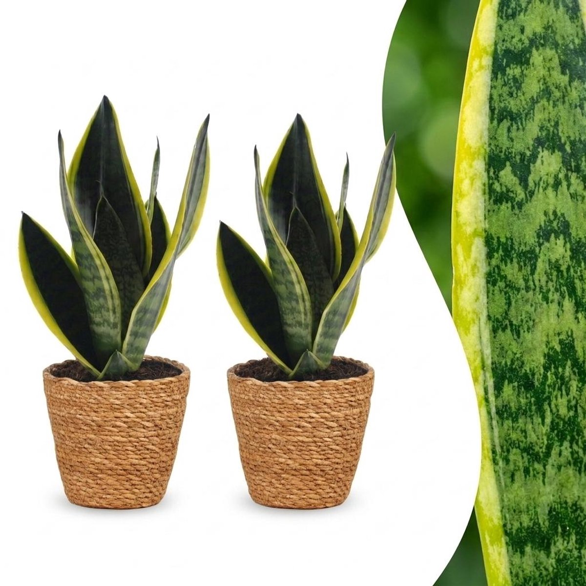 Green boutiQ - Sansevieria Future Superb - Vrouwentong - 2 Planten - met Mand - Pot 12cm - Hoogte 35cm
