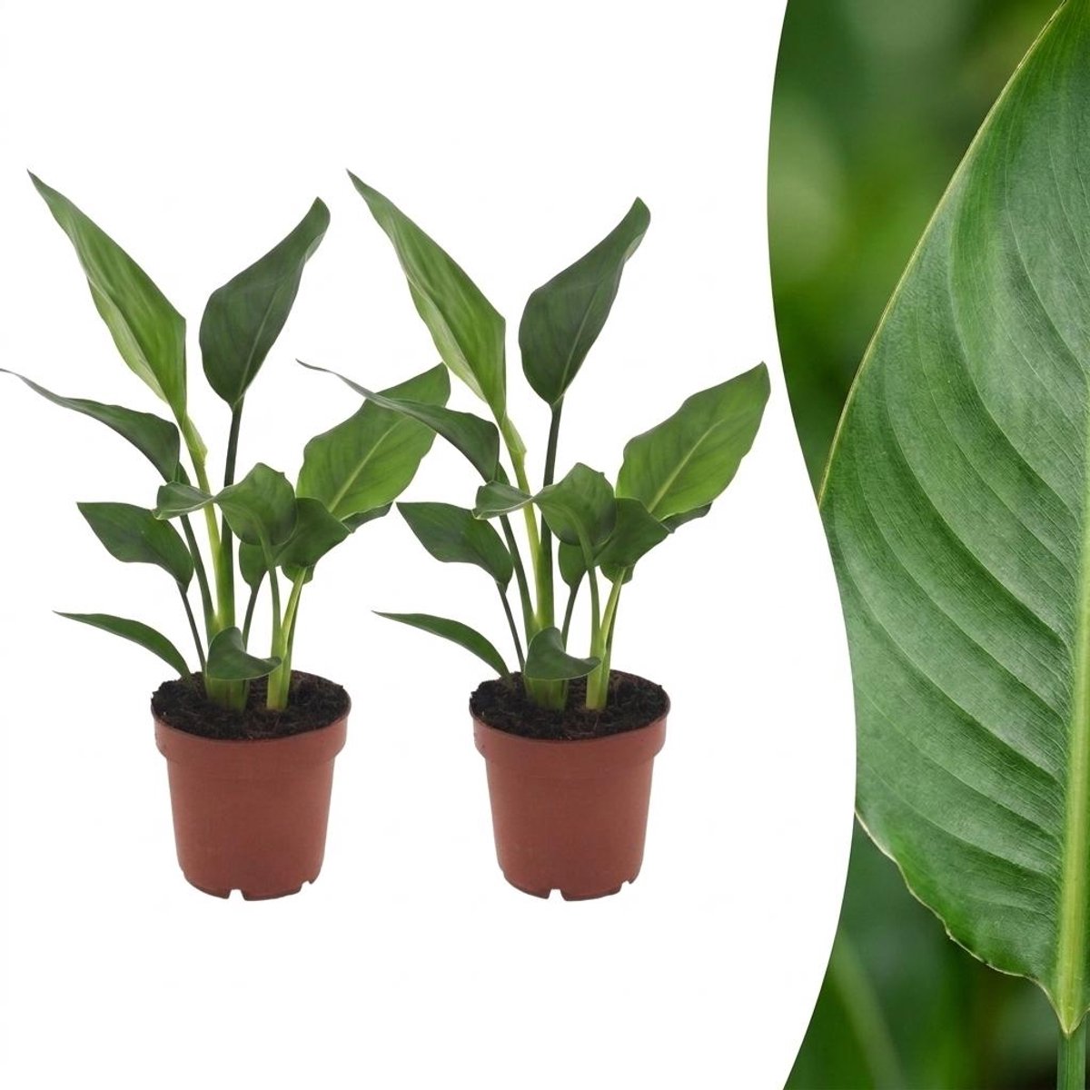 Green boutiQ - Strelitzia Reginea - Paradijsvogelbloem - 2 Planten - Pot 12cm - Hoogte - 35cm