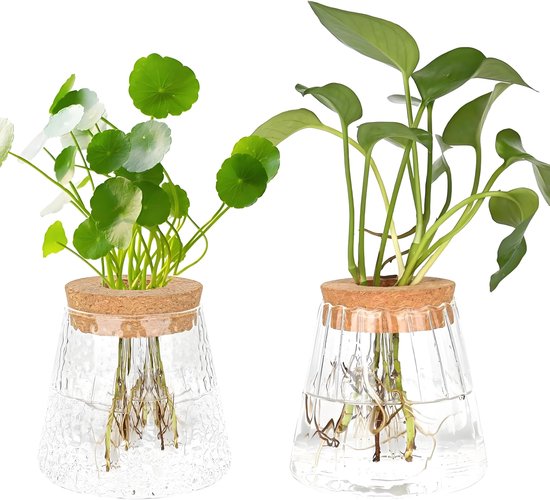 Een set van twee kleine vintage hydroponische plantenvaasjes - geschikt als bureaudecoratie - glazen vaasjes - kweekbakjes - bolvormige vaasjes, perfect voor planten, bloemen en kamerplanten in potten.