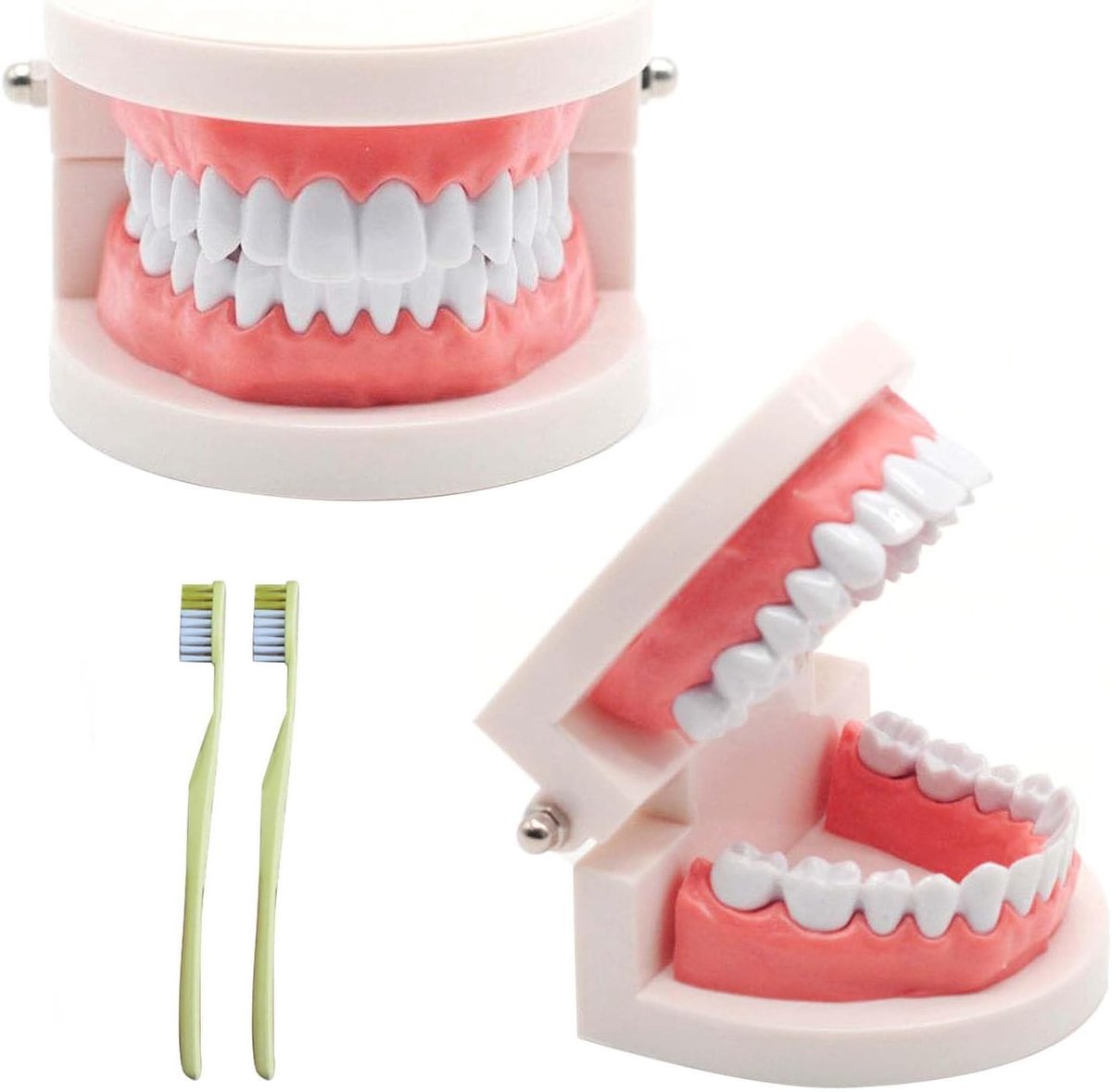 Tandmodel voor kinderen - 2 stuks - PVC materiaal - Leer goed tandenpoetsen - ShopVlot