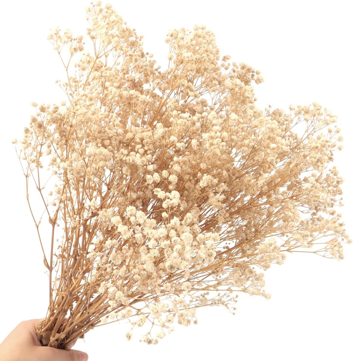 Gypsophila, Dried, 40 cm, 70 g, 2000 + Natural Dried Flowers, Flower Bud, Real Dried Flower Bouquet for Wedding - ShopVlot