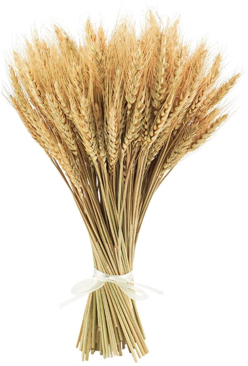 Dailygoods - 100 stuks gedroogde tarwepunten, 40 cm, natuurlijke bloemen voor decoratie